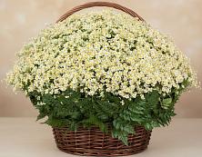 Цветочная композиция из Ромашки в корзине #REPLACE_PRED# Талицы